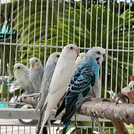 B-5 Aprt. Tipo villa sonidos de las aves. Jarabacoa Exterior foto